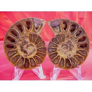  of 2.52 (64.01mm) Prehistoric Fossilized Diamond Polished Ammonites 