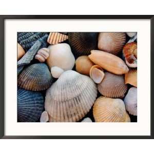  Shells on Edisto Beach, Edisto Beach State Park, South 