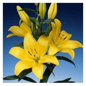 Asiatic Lilies Yellow 20 Flowers 24   28 Long  Grocery 