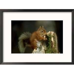 Red Squirrel, Summer Coat, Scotland Collections Framed Photographic 