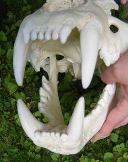 replica of a truly gigantic male african lion panthera leo skull is 