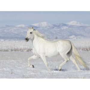 Grey Andalusian Stallion Trotting in Snow, Longmont, Colorado, USA 