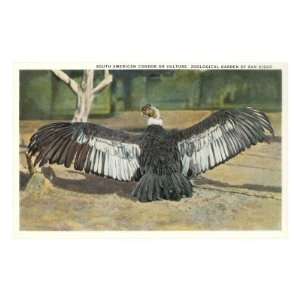 Andean Condor Premium Poster Print, 8x12