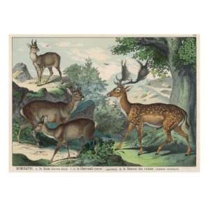  Four Types of Deer Fallow Deer, Roe Deer (Male and Female 