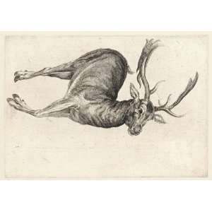   Wenceslaus Hollar   A dead fallow buck (State 1)