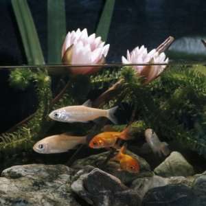 Ide Golden Orfe and Goldfish in Pond with Waterlilies, from Europe 