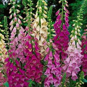  Foxglove Foxy Hybrids Patio, Lawn & Garden