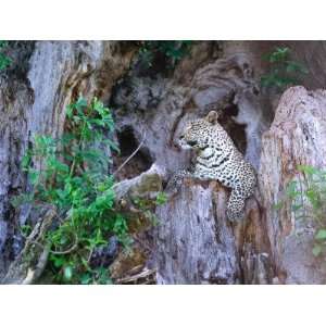  Leopard in Baobab Tree Is Vigilant During Wet Season 