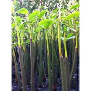  25 Red Mangrove Seedlings (with roots and leaf sets 