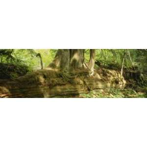  Tree Trunks in the Forest, Grove of the Patriarchs, Mt 