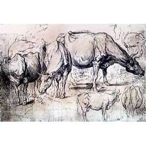   Study of Cows   Artist Rubens  Poster Size 14 X 18