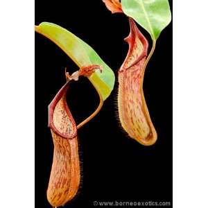  Nepenthes fusca Sarawak