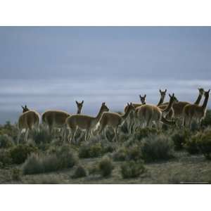  Vicunas Search for Food in the Highlands of the Atacama 
