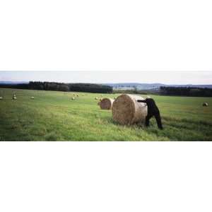  Man Pushing a Hay Bale in a Field, Germany by Panoramic 