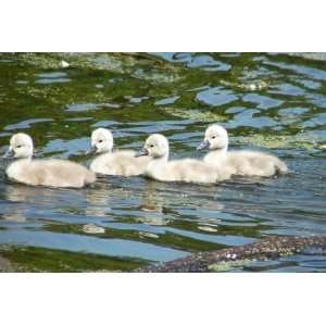  Baby Swans on the Pond, Sweet & Delightful Original 