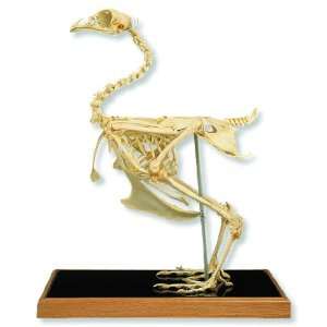   Scientific T30002 Chicken Skeleton (Gallus ) Industrial & Scientific