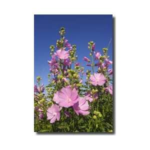  Musk Mallow Bay Of Fundy Canada Giclee Print