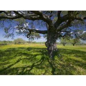 Oak Trees and Wildflowers Bloom Near Cuero, Texas, USA Photographic 