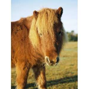 Chestnut Shetland Pony, Fritham, New Forest, England, UK 