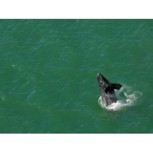 right whale calf breaches off Atlantic coast of Florida Photographic 