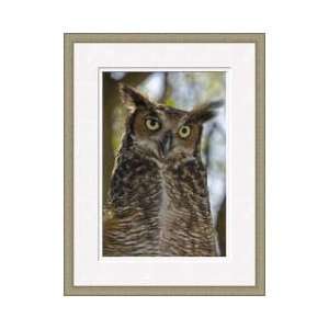  Great Horned Owl Islamorada Florida Keys Framed Giclee 