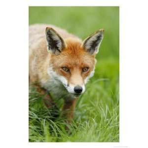 Red Fox, Portrait of Red Fox in Long Green Grass, Sussex, UK Stretched 