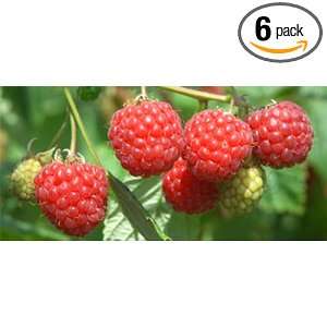  Alternative Health & Herbs Remedies Raspberry Fruit Green 