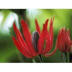 Pavonia X Gledhillii, Close up of Red Flower Premium 