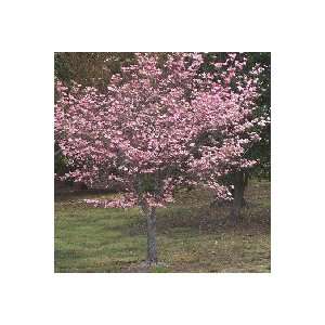  Tree, Eastern Redbud, Nice 2 footer (Grown and Offered 
