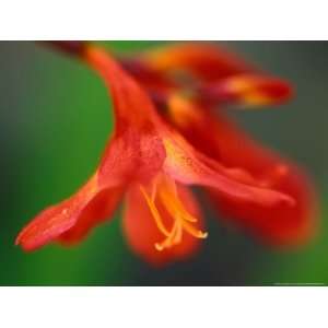  Crocosmia Bressingham Blaze, Close up of Red Flower 