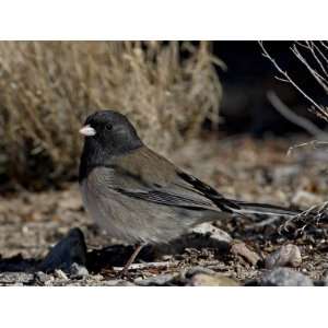 Oregon Junco (Junco Hyemalis Oreganus), Abiquiu Lake, New Mexico 