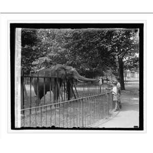  Historic Print (M) Jumbo Lina, Wash. Zoo, 8/18/29