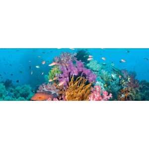  Coral Reef 2000 Piece Panoramic Jigsaw Puzzle Toys 