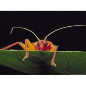  Assassin Bug, Platymeris Biguttata Newly Moulted, Africa 