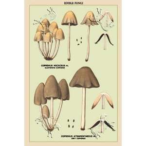  Edible Fungi Inky Coprinus by unknown. Size 17.75 X 26.50 