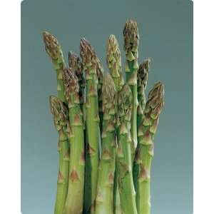  Asparagus Jersey Knight 5 roots Patio, Lawn & Garden