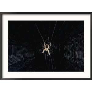  Argiope (Orb Weaver) Spider on an Intricately Woven Web 