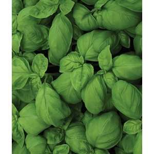  Basil, Aton Organic 1 Pkt. (100 Seeds) Patio, Lawn 