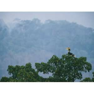  A Vocalizing Great Pied Hornbill in the Top of a Fig Tree 