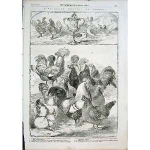    Birmingham Poultry Show Chickens Pigeons Print 1855