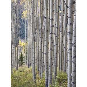  Aspen Grove with Early Fall Colors, Maroon Lake, Colorado 