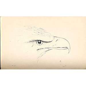   Meyer H/C Birds 1842 50 Drawing Head Golden Eagle *3