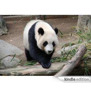 Giant Panda   Animal Kingdom App Book Shop  Kindle Store