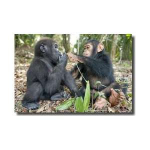  Baby Gorilla And Chimpanzee Gabon Giclee Print