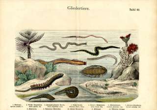1868 HANSELMANN HC ENGRAV. worms, leeches, sea mouse  