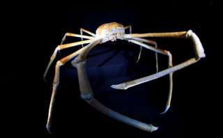 JAPANESE SPIDER CRAB Marine Arthropod chocoq figure takara Kaiyodo 