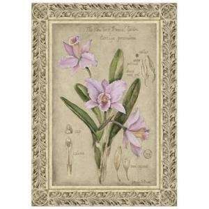  Cattleya Orchid    Print