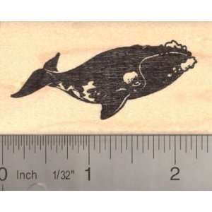  Right Whale (Baleen) Rubber Stamp Arts, Crafts & Sewing