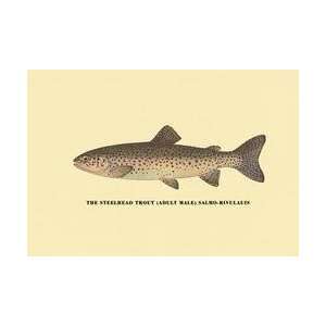  The Steelhead Trout 20x30 poster