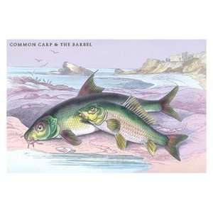  Common Carp and the Barbel   12x18 Framed Print in Gold 